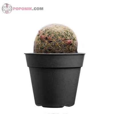کاکتوس مامیلاریا سولیسویدس