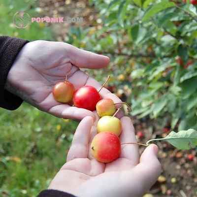 بذر سیب گیلاسی