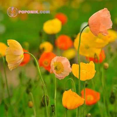 بذر گل خشخاش ایسلندی